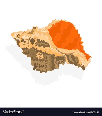 Seashell marine life vector image