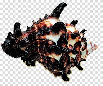Seashell Mollusc shell, Black conch transparent background PNG clipart