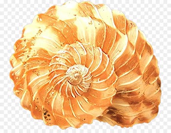 Seashell, Mollusc Shell, Conch, Shell, Ammonoidea PNG
