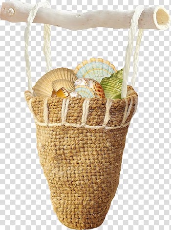 Seashell Mollusc shell Pearl, Seashells transparent background PNG clipart