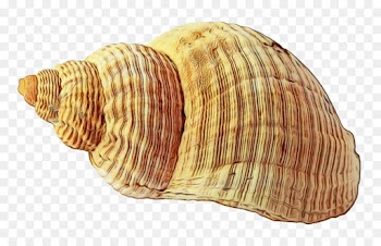 Seashell, Mollusc Shell, Shore, Shell, Conch PNG