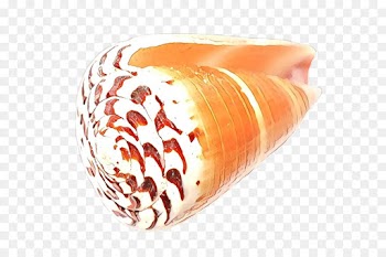 Seashell, Mollusca, Mollusc Shell, Orange, Bangle PNG