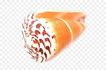 Seashell, Mollusca, Mollusc Shell, Orange, Food PNG