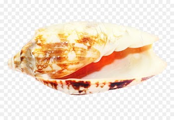 Seashell, Mussel, Conch, Food, Dish PNG