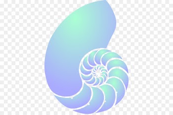 Seashell, Nautilidae, Mollusc Shell, Chambered Nautilus, Aqua PNG