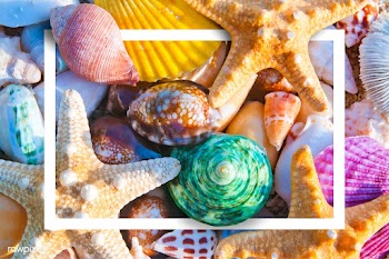 Seashell patterned card | Free stock vector - 599762