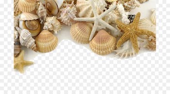Seashell Pearl Shore Sand - Decorative seashells 