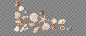 Seashell PNG Photo