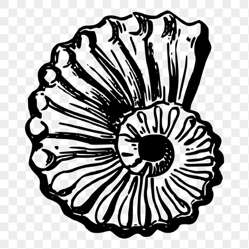 Seashell png sticker beach object | Free PNG - rawpixel