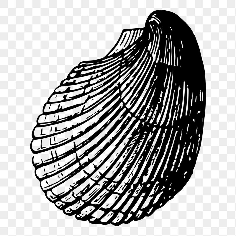Seashell png sticker marine animal | Free PNG - rawpixel