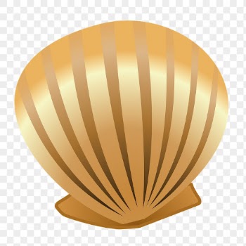 Seashell png sticker, marine life | Free PNG - rawpixel