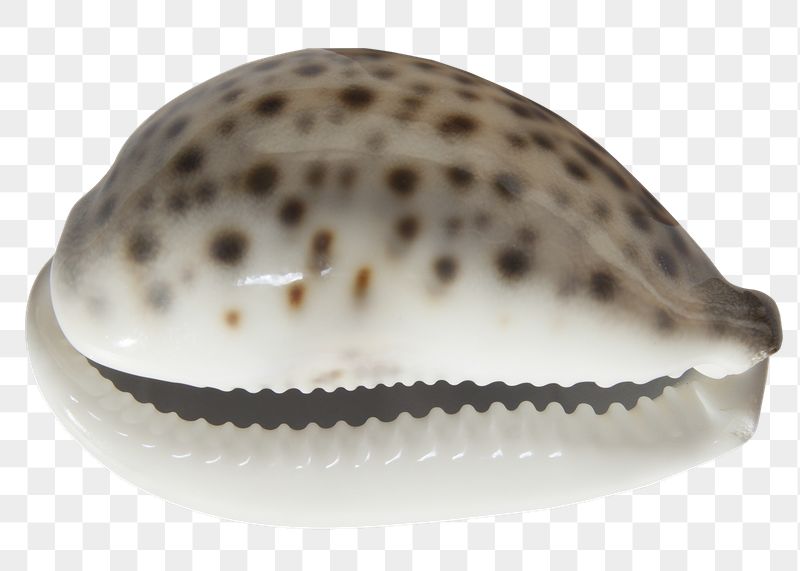 Seashell png sticker, transparent background | Free PNG - rawpixel