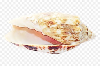 Seashell, Sea, Clam, Food, Dish PNG