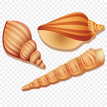 Seashell Sea snail - Vector seaweed conch 