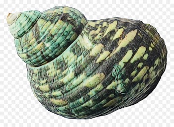 Seashell, Sea Urchin, Mussel, Green, Thread PNG