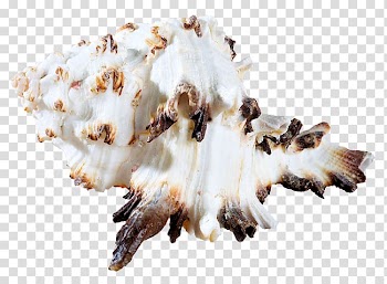 Seashell , seashell transparent background PNG clipart