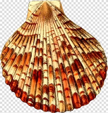 Seashell , Shell color transparent background PNG clipart