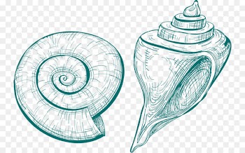 Seashell Snail Conch Drawing Nautilidae - conch microsoft 