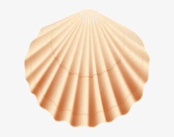 Seashell Transparent Png Clip Art Image - Transparent Background ...