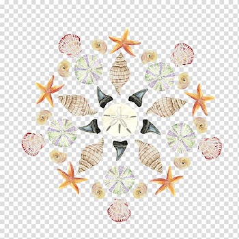 Seashell Watercolor painting Art Sea urchin, seashell transparent background PNG clipart