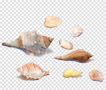 Seashell Watercolor painting Sea snail Conchology, Hand-painted watercolor conch shell material transparent background PNG clipart