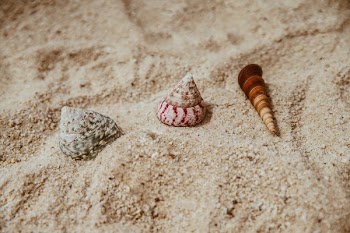 Seashells By The Seashore