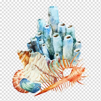 Seashells watercolor painting, Coral reef Watercolor painting Illustration, Conch illustration transparent background PNG clipart