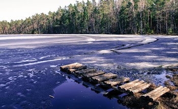 Seashore Next to Trees