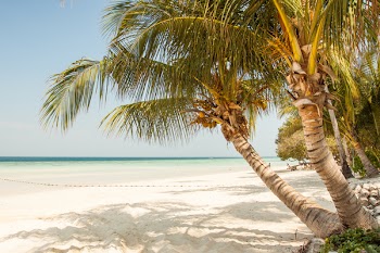 Seashore With Coconut Tree Under Blue Sky during Daytime