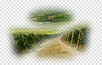 Season Summer Painting , painting transparent background PNG clipart