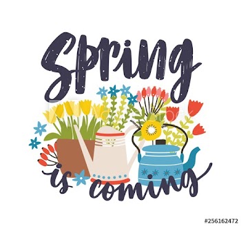 Seasonal composition with Spring Is Coming lettering written with cursive calligraphic font, blooming springtime flowers and flowering plants, kettle and watering can