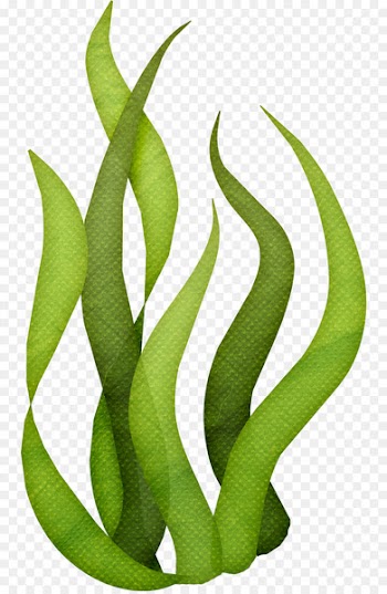 Seaweed Algae Clip art - ocean 