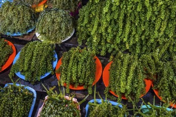 Seaweed at a local market. | Free Photo - rawpixel