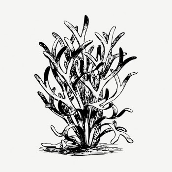 Seaweed botanical collage element, vintage | Free PSD - rawpixel