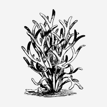 Seaweed botanical hand drawn illustration. | Free Photo - rawpixel