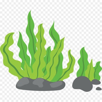 Seaweed Clip art - Green background 