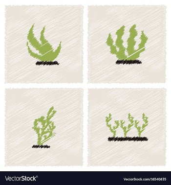Seaweed icon in hatching style vector image