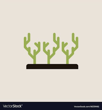 Seaweed icon vector image