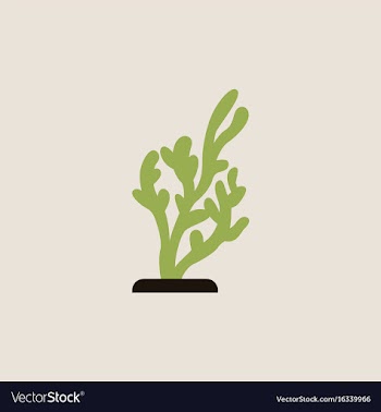 Seaweed icon vector image