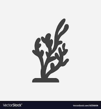 Seaweed icon vector image