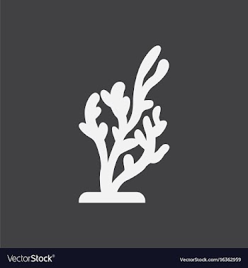Seaweed icon vector image