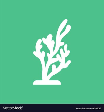 Seaweed icon vector image