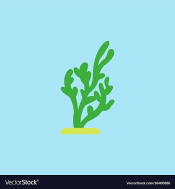 Seaweed icon vector image