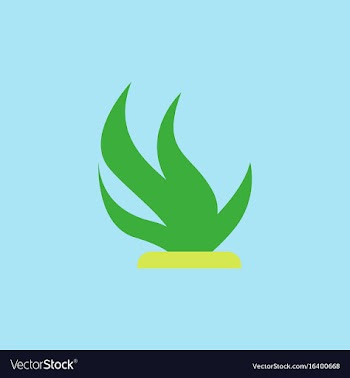 Seaweed icon vector image