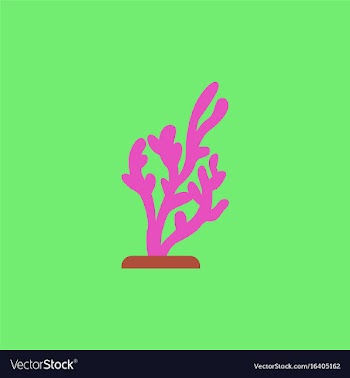 Seaweed icon vector image