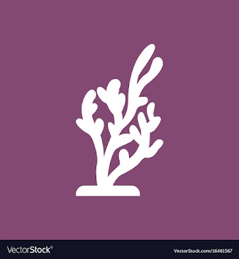 Seaweed icon vector image
