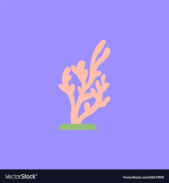 Seaweed icon vector image