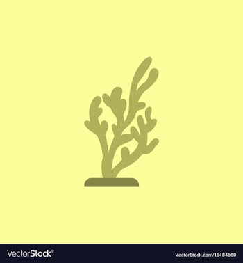 Seaweed icon vector image