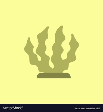 Seaweed icon vector image