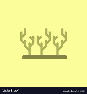 Seaweed icon vector image